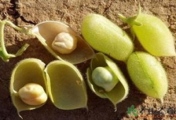 天麻豆是不是鹰嘴豆,探寻两种豆类的异同